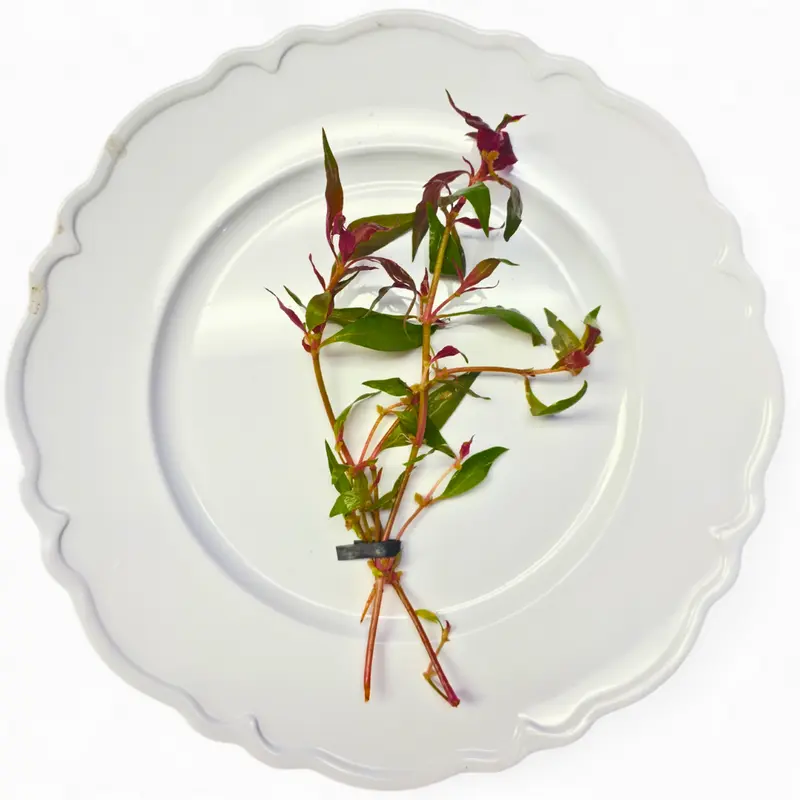 Tofu's Tanks Scarlet Temple Live Aquarium Plant (Alternanthera reineckii) Bunches- Add a pop of color to your aquarium!