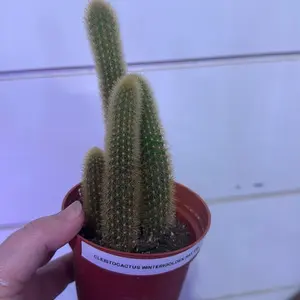 Golden Rat Tail Cactus - Cleistocactus Wintergold Rat Tail Plant in Red Pot for Indoor Gardening