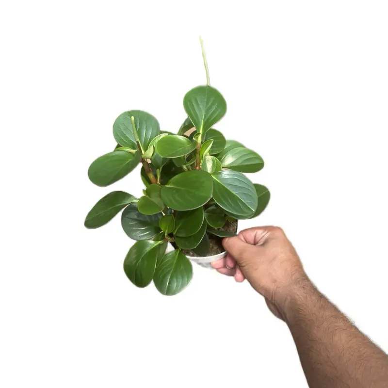 Peperomia “Green” Pet Safe Plant - 4 Inch