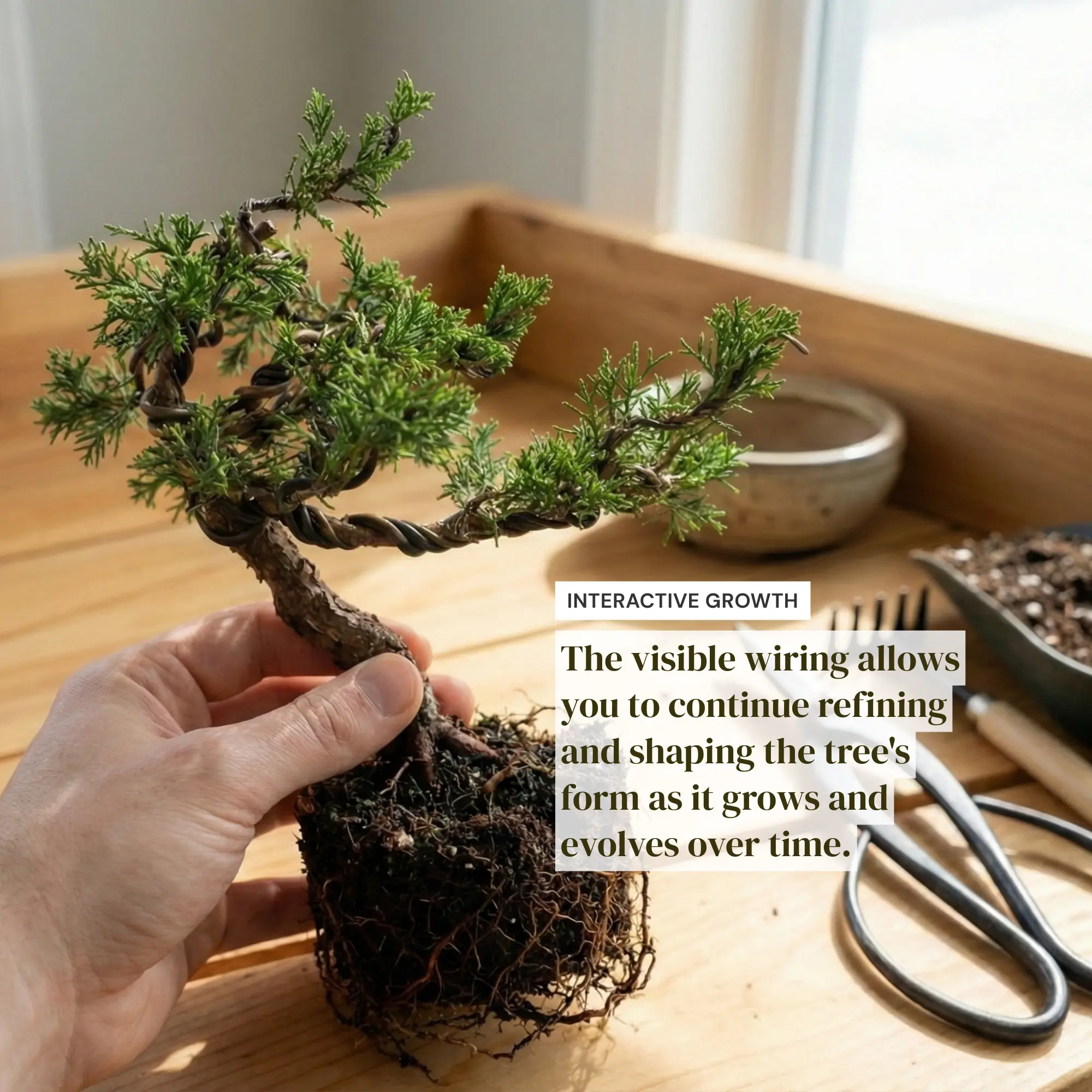 Hand-Styled Artistic Shimpaku Juniper Bonsai Tree - Live Artistic Twisted  Trunk Juniperus,Wired Mini Bonsai,Best Gift for Plant Lover,Home Decoration  - TikTok Shop