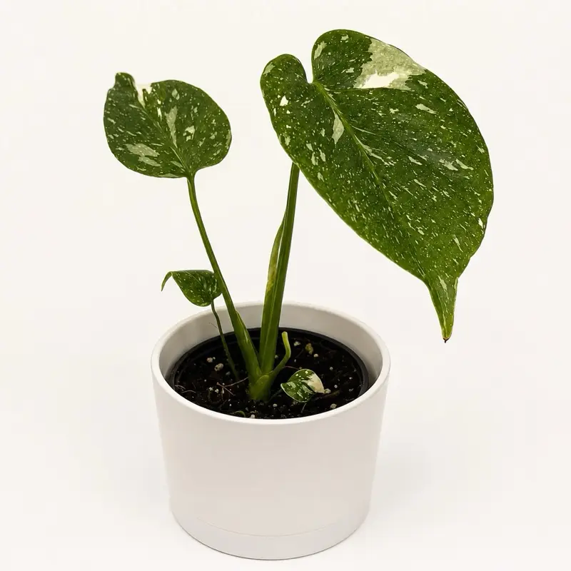 Monstera Thai constellation 4" pot House Plant - Rare Rare House Plant for Beginners with Unique Leaves, Easy Care plant