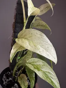 Monstera Laniata Mint 3” & 4” Mint Variegated Monstera Rare Houseplant