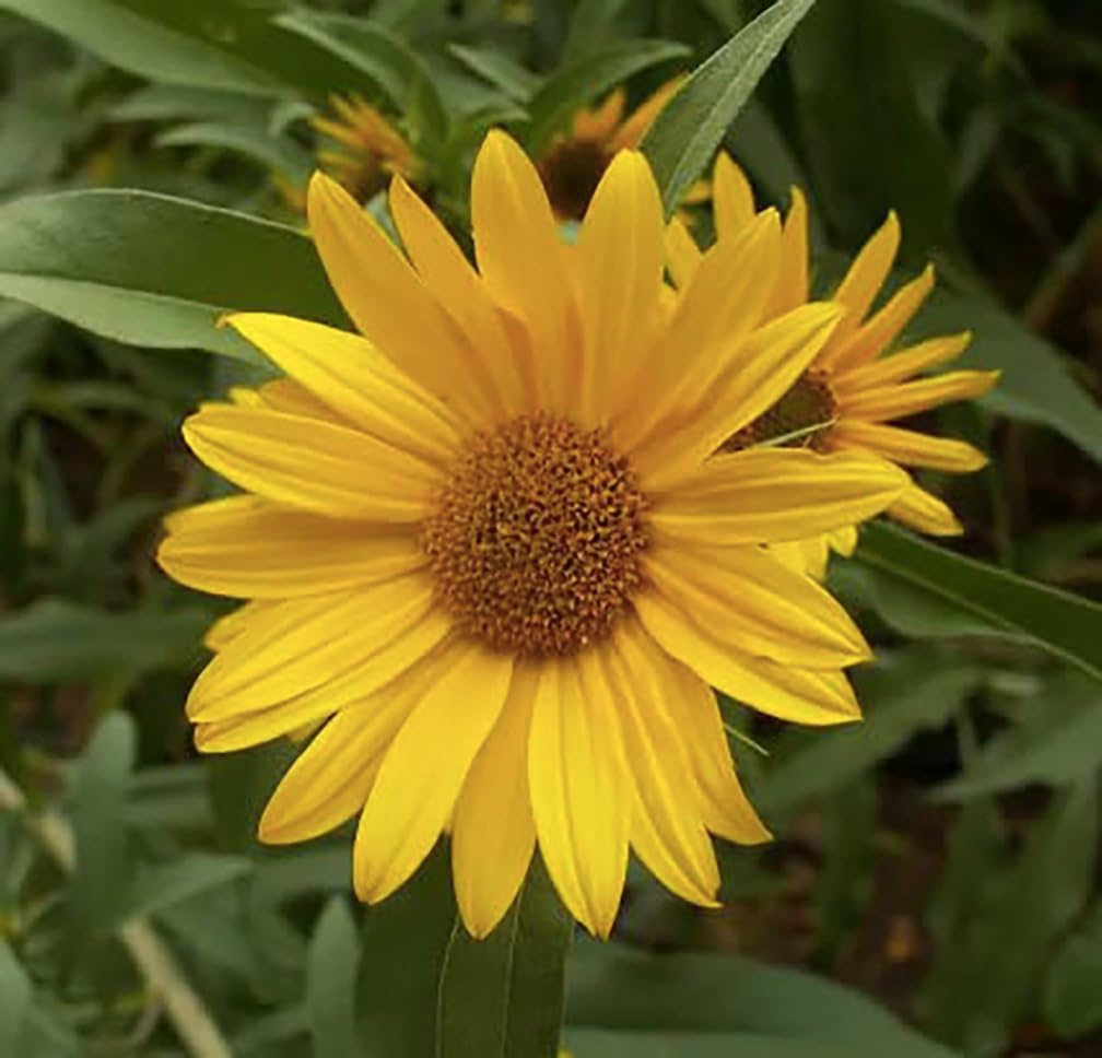 50+ Sunflower Seeds  - Helianthus Giganteus - Attracts Bees and Butterflies.    Helianthus Annuus Heirloom Open Pollinated Bulk Flower Seed Multicolored Sun Flowers Garden Favorite