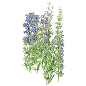 True Hyssop Seeds
