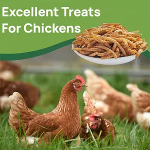 Dried Black Soldier Fly Larvae Chicken-Flavored Treats, Non-GMO High-Protein Poultry Grubs, Harder Eggshells & Lustrous Feathers, for All Chickens