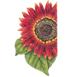 Evening Sun Sunflower Seeds Evening Sun Sunflower Seeds