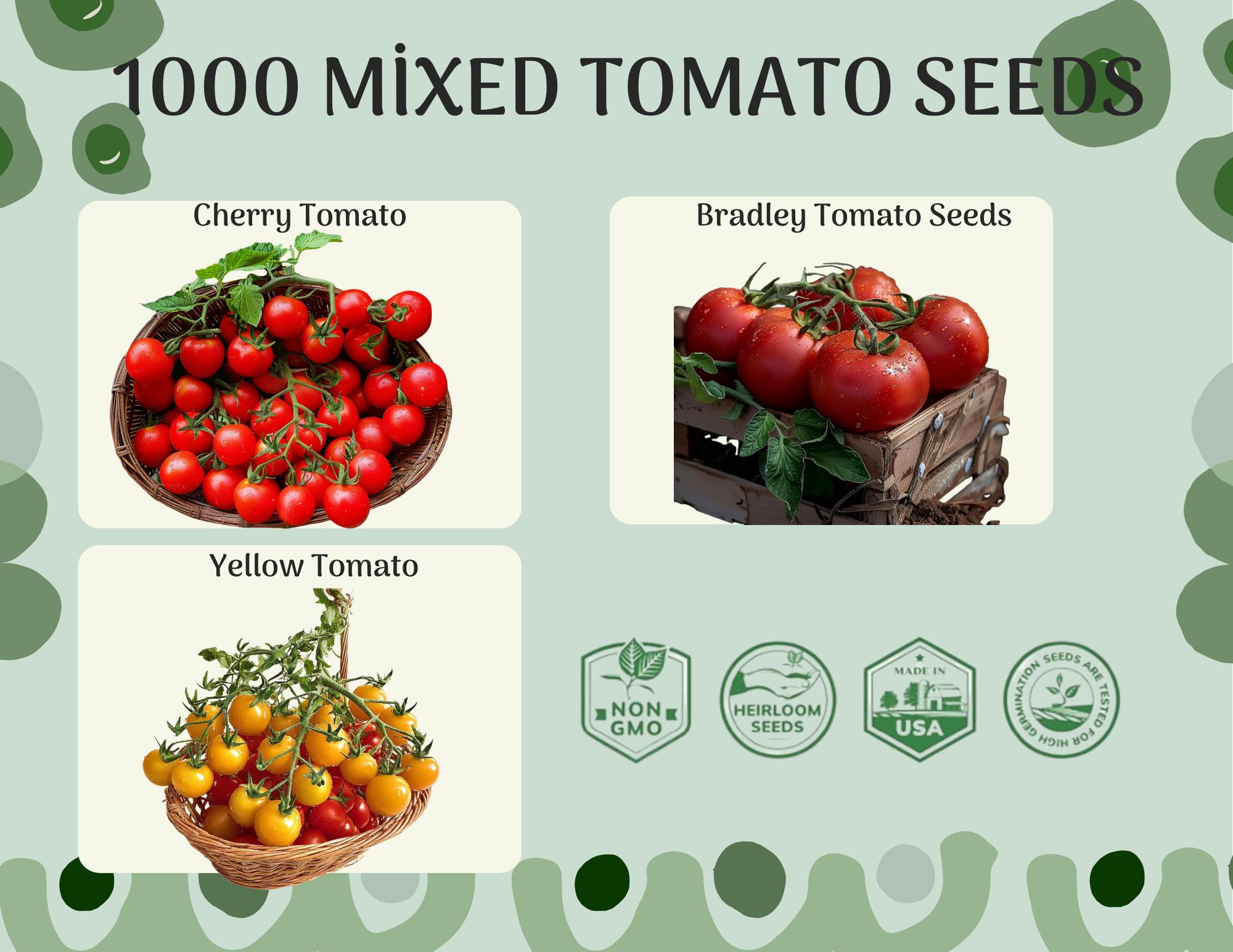 Color Pop Tomato Trio  Easy Grow Seeds – Yellow, Cherry & Bradley – Sweet, Juicy & Fun for Beginners – Garden to Table Fast!