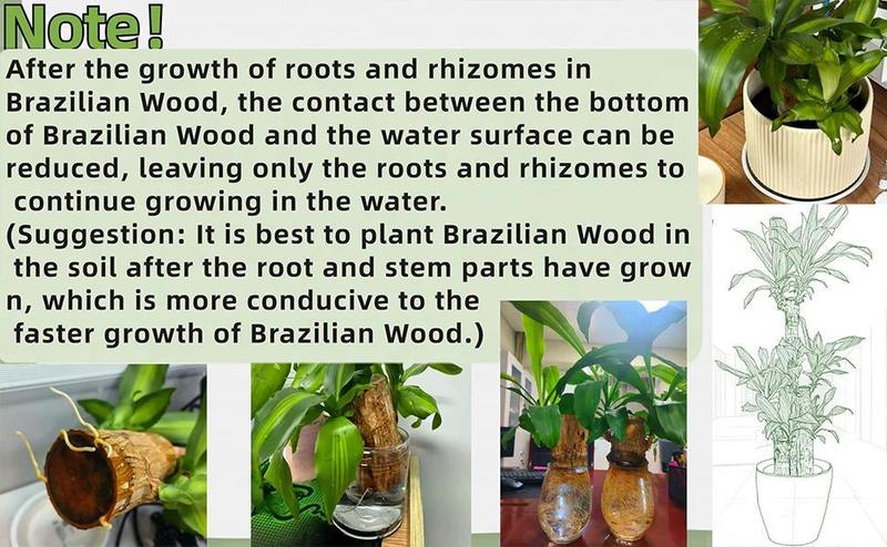 2026 New Brazilian Lucky Tree Live Plant – Indoor Easy Care Lucky Wood, Wealth & Good Fortune Symbol, Decorative Houseplant with Mysterious Doll & Base, Beginner-Friendly Brazilian Lucky Wood for Home, Office, Desk, Feng Shui Decor & Unique Gift