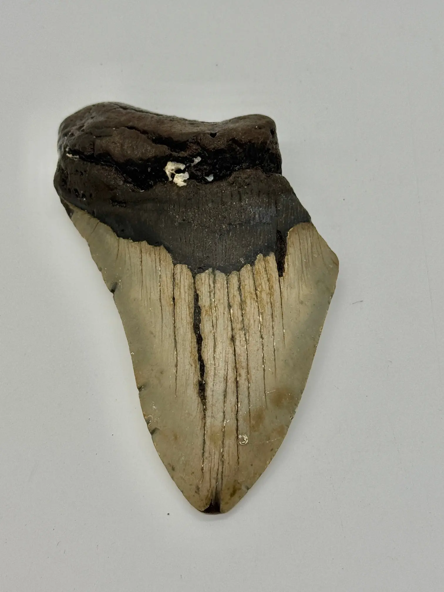 AUTHENTIC MEGALODON FOSSIL 75% COMPLETE (3" TO 6") NATURAL CRYSTAL AND FOSSIL COLLECTION