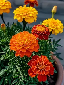 150 Marigold Flower Seeds for Planting – Bright Garden Marigold Seeds Pack, Classic Ornamental Flower Seeds for Backyard, Patio Containers, Balcony Pots and Garden Beds – Seeds Only, Not Live Plants