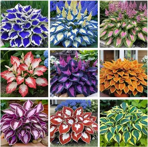 200+ Mixed Hosta Seeds for Planting Outdoors Colorful Hosta Plants Heart-Shaped Hosta Foliage Perennial Hostas Bulbs for Planting in Shade Garden and Container