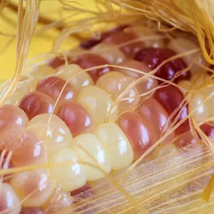 Thailand White Pink Waxy Corn F1 Hybrid Treated Seeds (Zea mays) Premium hybrid sticky corn producing tender chewy kernels; ideal for fresh eating, steaming, and specialty markets