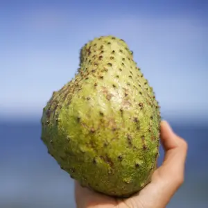 Premium Soursop (Guanabana)