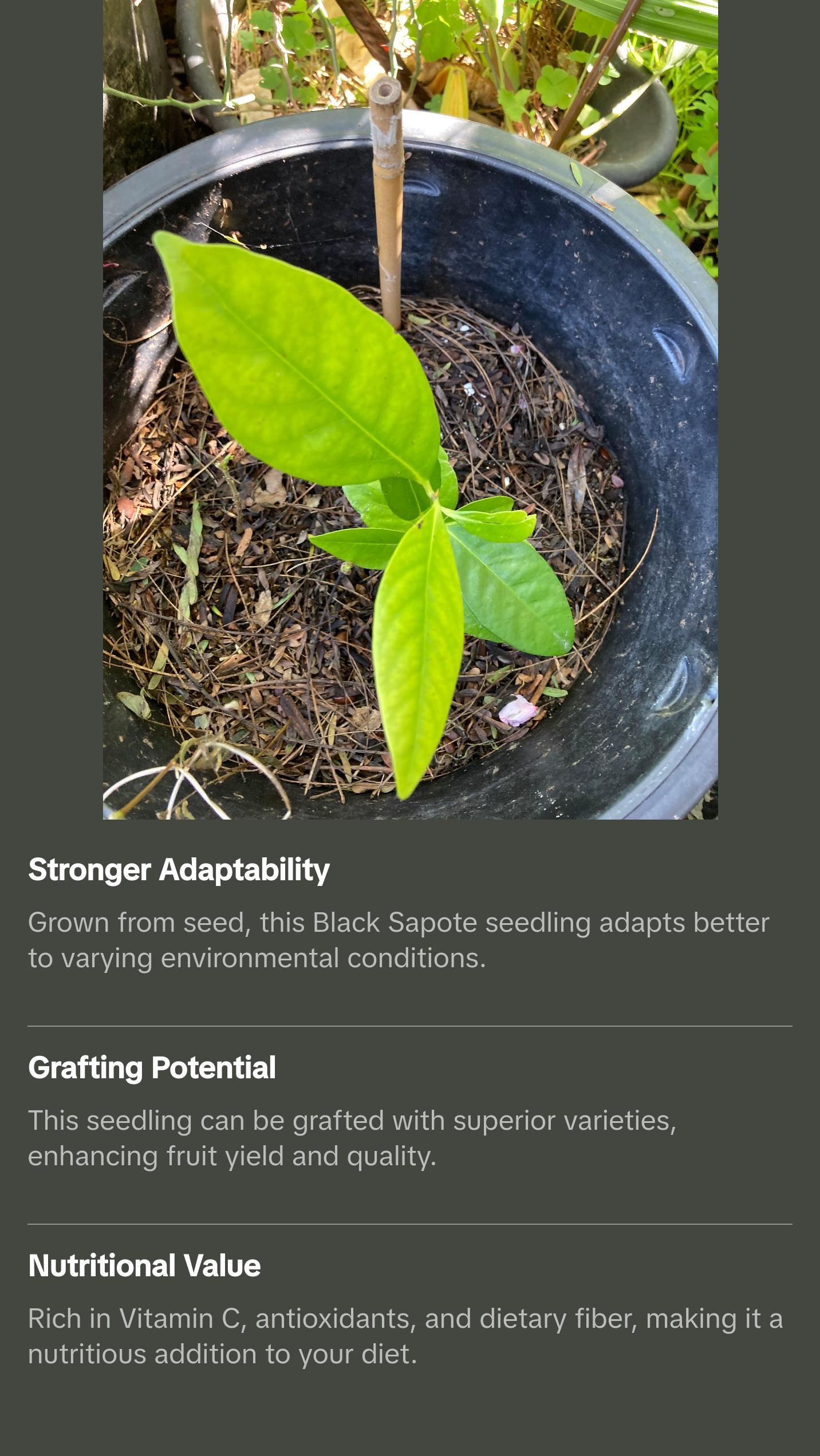 Diospyros nigra, Black sapote seedling (chocolate pudding fruit) Zapote Prieto