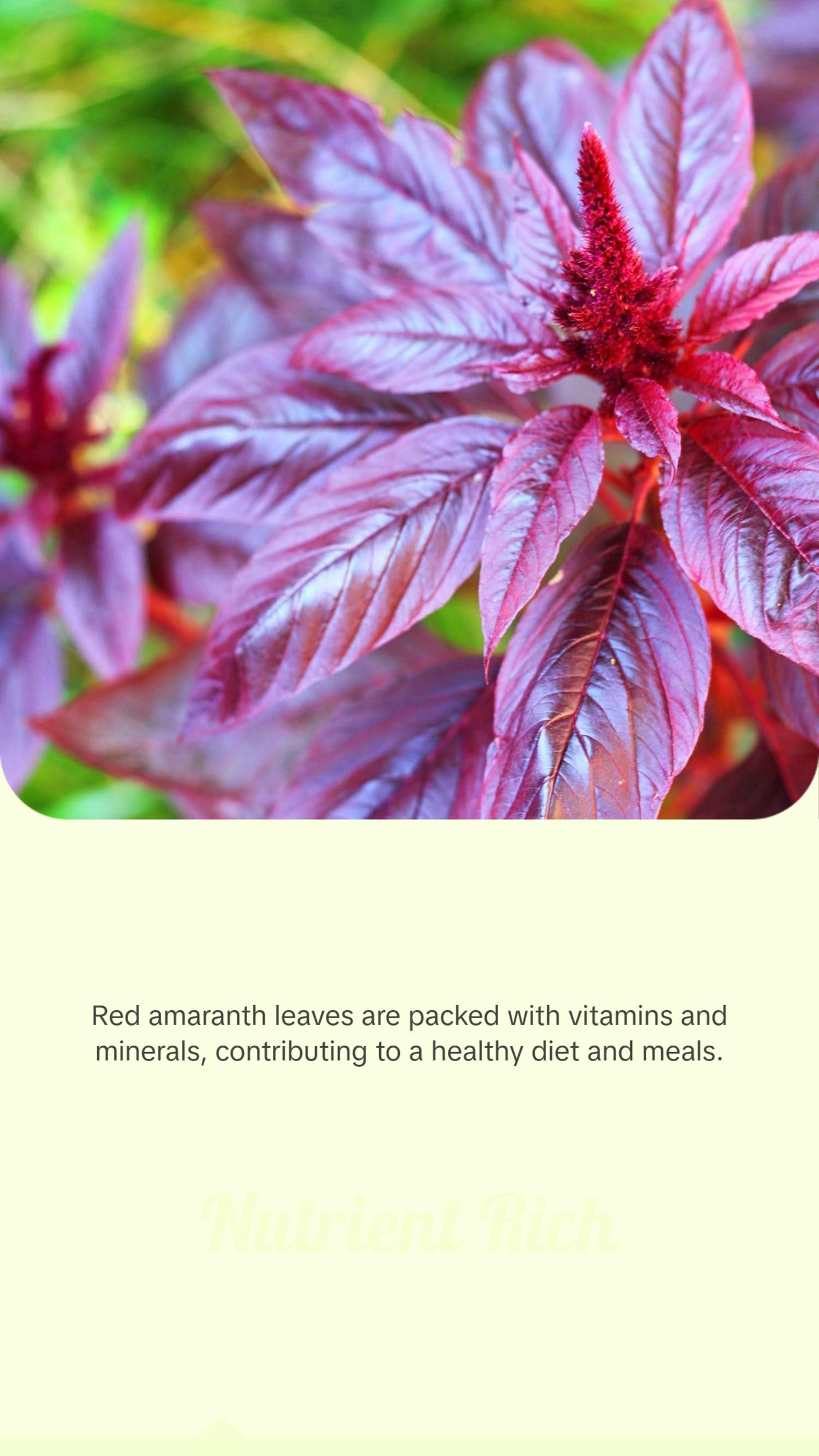 Round Form Red Amaranth Heirloom Vegetable Seeds (Rau Den Bhaji) - 2 ...