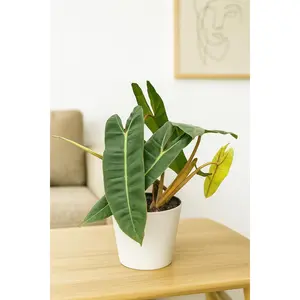 Philodendron 'Billietiae'