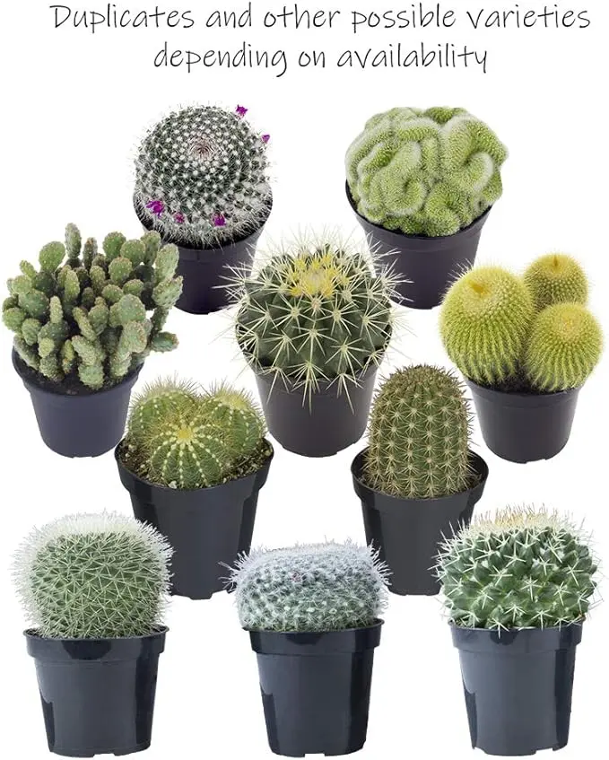 8-Pack Assorted Live Succulent Plants, Houseplant Gifts for Enthusiasts, Potted in Cactus Soil Potting Mix, Indoor Garden Supplies for Home Improvement