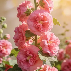 Hollyhock Seeds for Planting Outdoors – Classic Cottage Garden Flowers, Tall Blooming Plants for Backyard Garden, Easy Growing Seeds for Home Gardeners