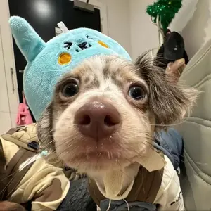 background preload poster image 