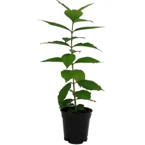 Peanut Butter Fruit Plant -Bunchosia Argentea - Houseplant/Outdoors - 4" Pot