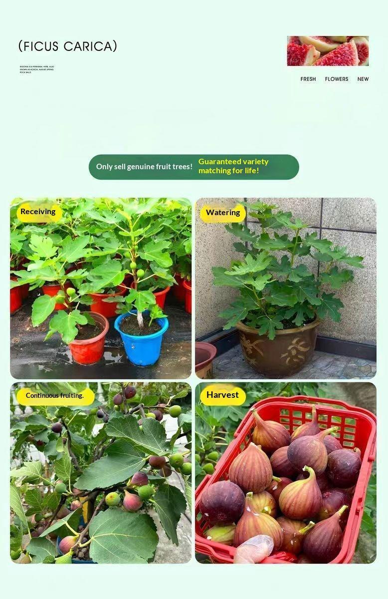 Heirloom Non-GMO Fig Tree Live Plant Starter – Hardy Perennial Fig Fruit Tree for Outdoor Garden, Backyard Orchard, Patio & Home Yard Planting