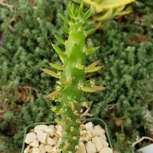 Eve's Needle Cactus - Austrocylindropuntia subulata