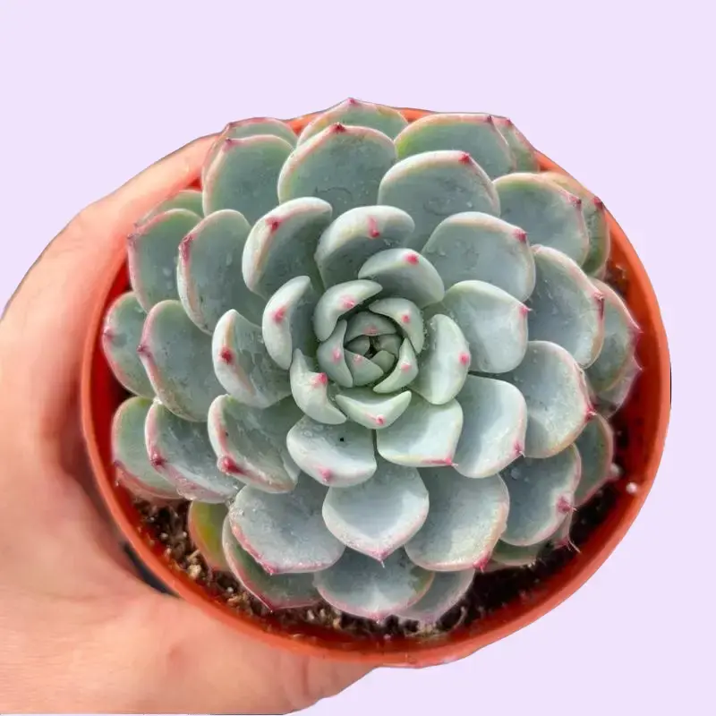 Echeveria Minima Succulent Plant in Pot Greenhouse Grown