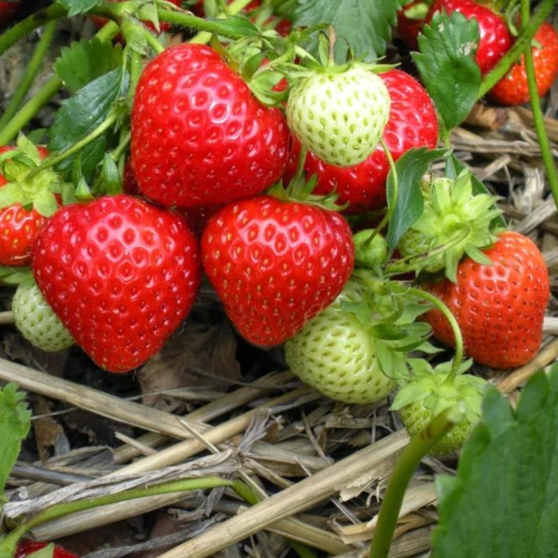 Giant Strawberry Seeds 200pcs Evergreening PlantFruit Seeds Sweet and Delicious All Seasons Easy to Grow Abundant Harvests Exceptional Flavor