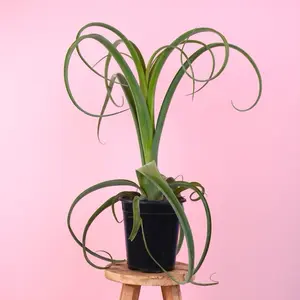 Tillandsia “Curly Slim” - Potted Air Plant