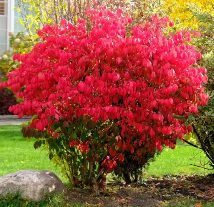 Dwarf Burning Bush Shrub Live Plant, 4 Inch Pot, 6-10 Inch Tall Burning Bush Shrubs Plants for Outside Planting