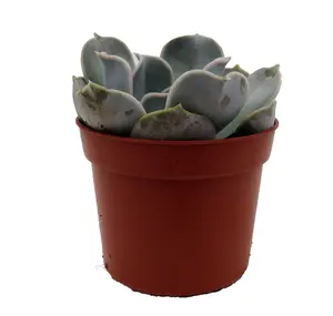 White Ghost Desert Rose Succulent - Lilacina Echeveria- 2.5" Pot