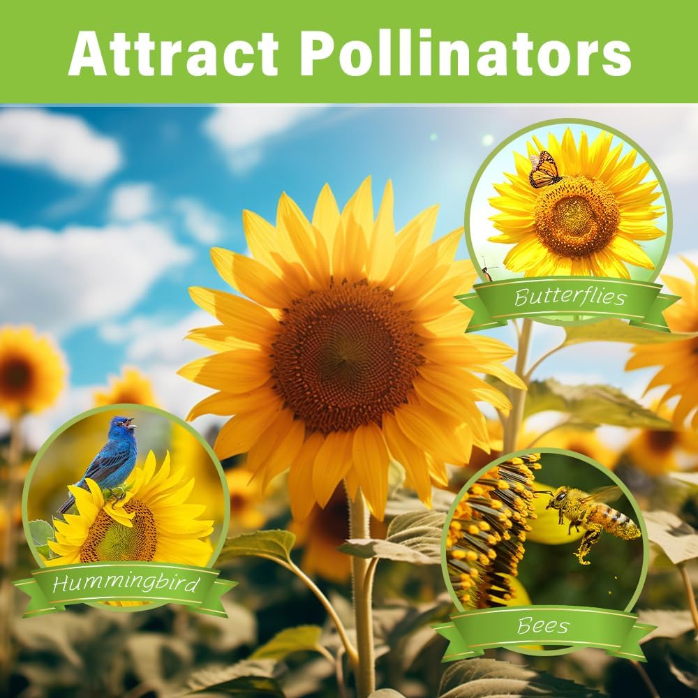 50+ Sunflower Seeds  - Helianthus Giganteus - Attracts Bees and Butterflies.    Helianthus Annuus Heirloom Open Pollinated Bulk Flower Seed Multicolored Sun Flowers Garden Favorite