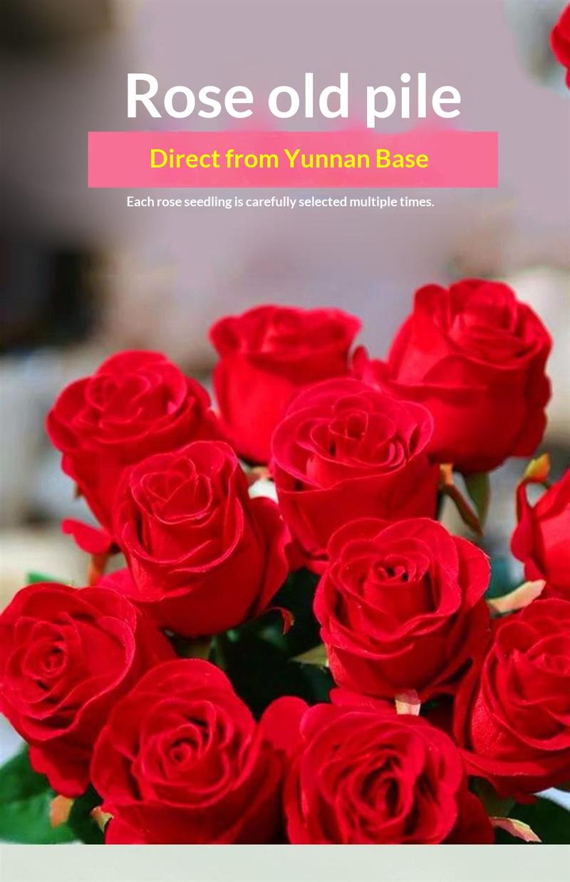 5-10 Inches Hardy Live Rose Shrub Ready to Grow Perennial Seedlings Direct Planting for Landscape Borders Country Garden Flower Beds Unique Form Stable Flowering Strong Adaptability