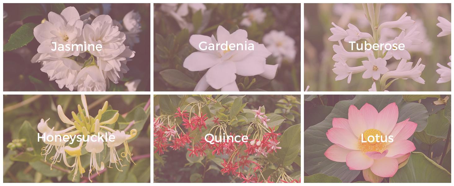 Lopeie Fluorescent Nectar – Long-Lasting Elegant White Floral Perfume for Women, Jasmine & Gardenia Notes, 100ml