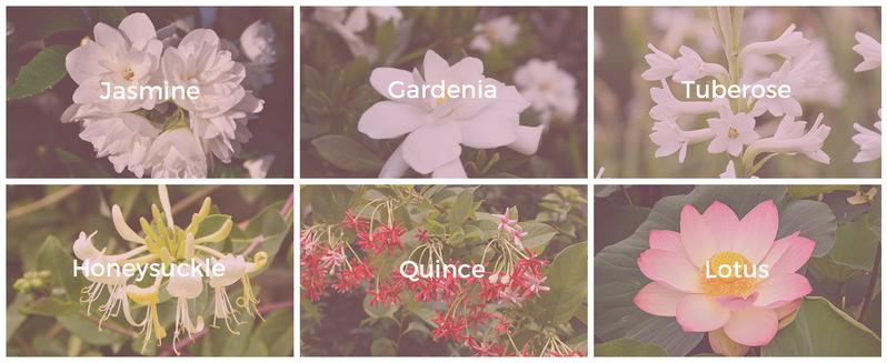 Lopeie Fluorescent Nectar – Long-Lasting Elegant White Floral Perfume for Women, Jasmine & Gardenia Notes, 100ml