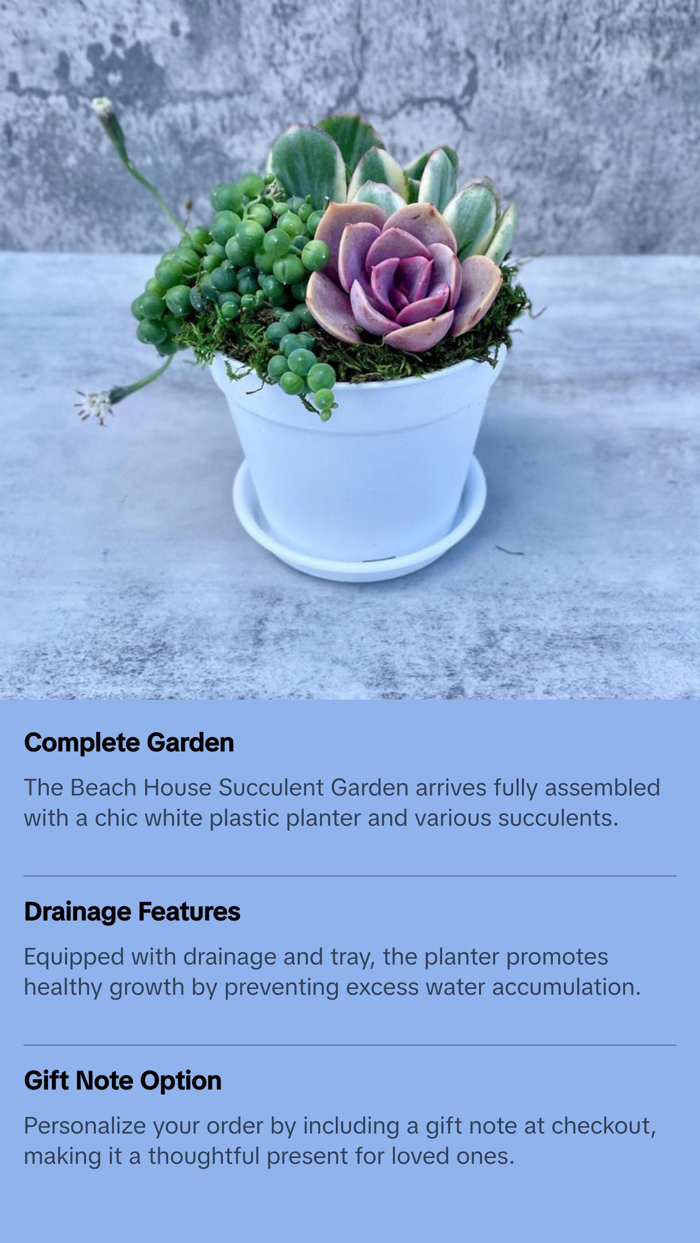 Beach House Succulent Garden - Potted Succulents - Ships Free!