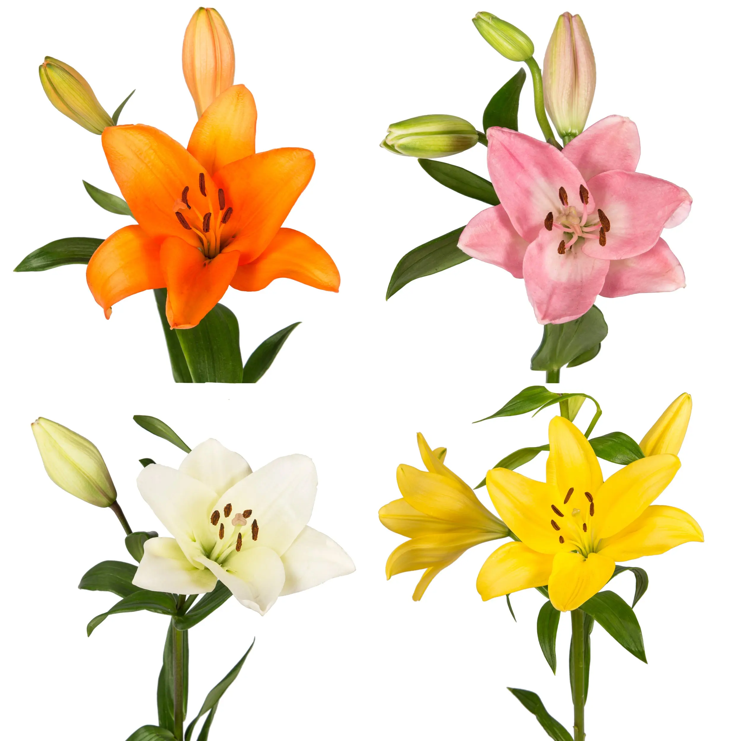 Assorted L.A. Hybrid Lilies - 80 Stems