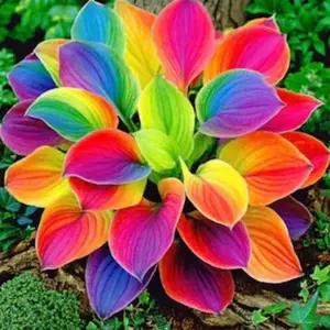 1000 PCS Hosta Seeds Suitable for Yards, Garden Borders and Landscape Edging Areas