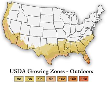 Century Plant - Agave Americana