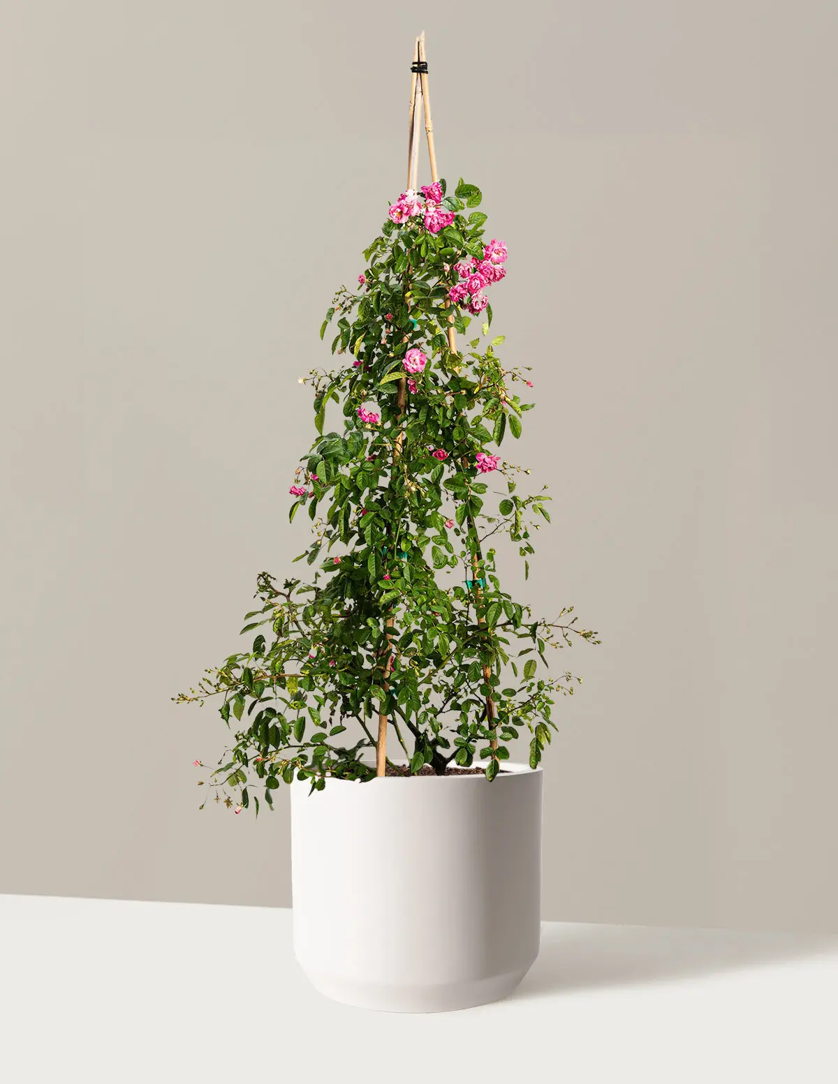 Peggy Martin Climbing Rose