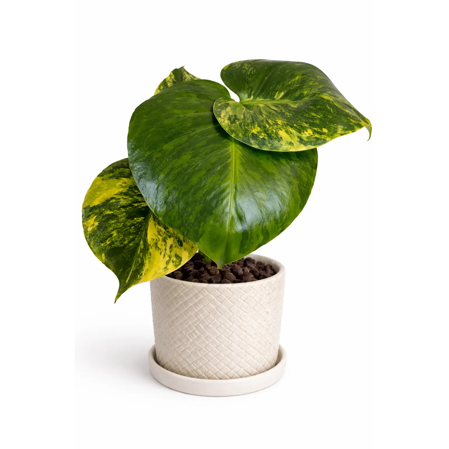 4" Monstera Deliciosa 'Yellow Marilyn' - TikTok Shop