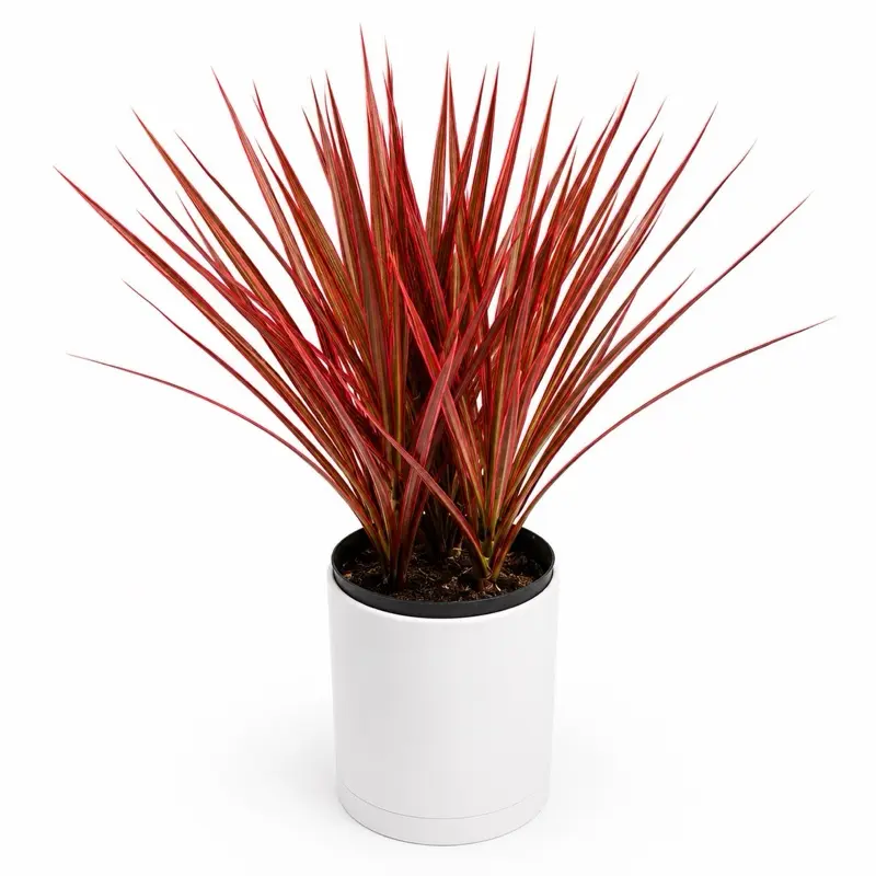 Dracaena marginata ‘Colorama’ 6” Pot – Vibrant Colorful Dragon Tree | Easy-Care Indoor & Patio Plant