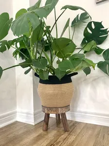 Black-Rimmed Jute Basket Planter