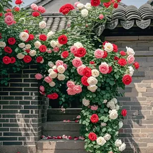 Climbing Rose Seeds – 200 Count for Elegant Garden Vines
