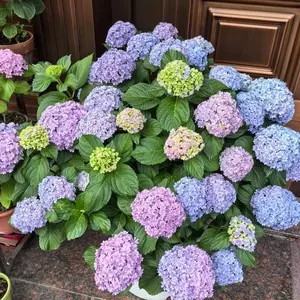 Premium Hydrangea Flower Seeds 300 Count – Elegant Outdoor Garden Plant