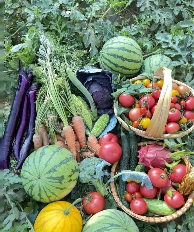 Sow Right Seeds - 50+ pcs Crimson Sweet Watermelon Seeds for Planting -  Instructions to Plant a Home Vegetable Garden