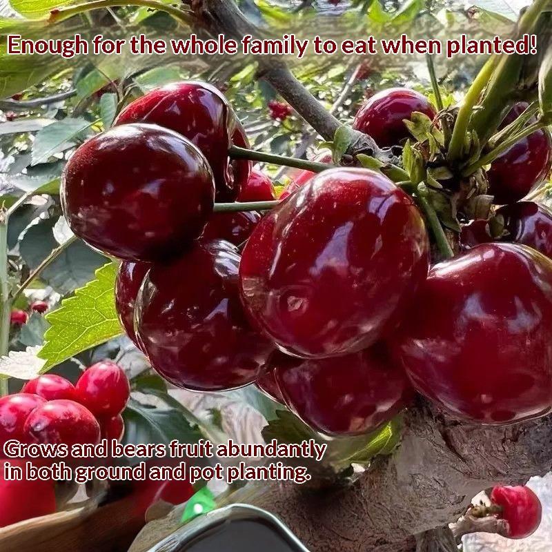 Black Cherry Seedlings, Ready-to-Plant for Home Garden