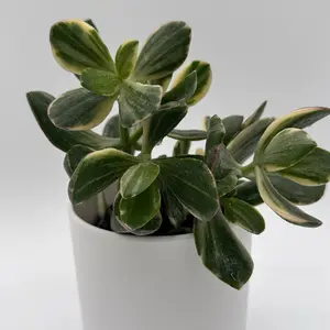 Variegated Jade Plant 4” Pot | Crassula Ovata Variegata | Easy Succulent | Beginner Friendly | Low Maintenance Indoor Plant