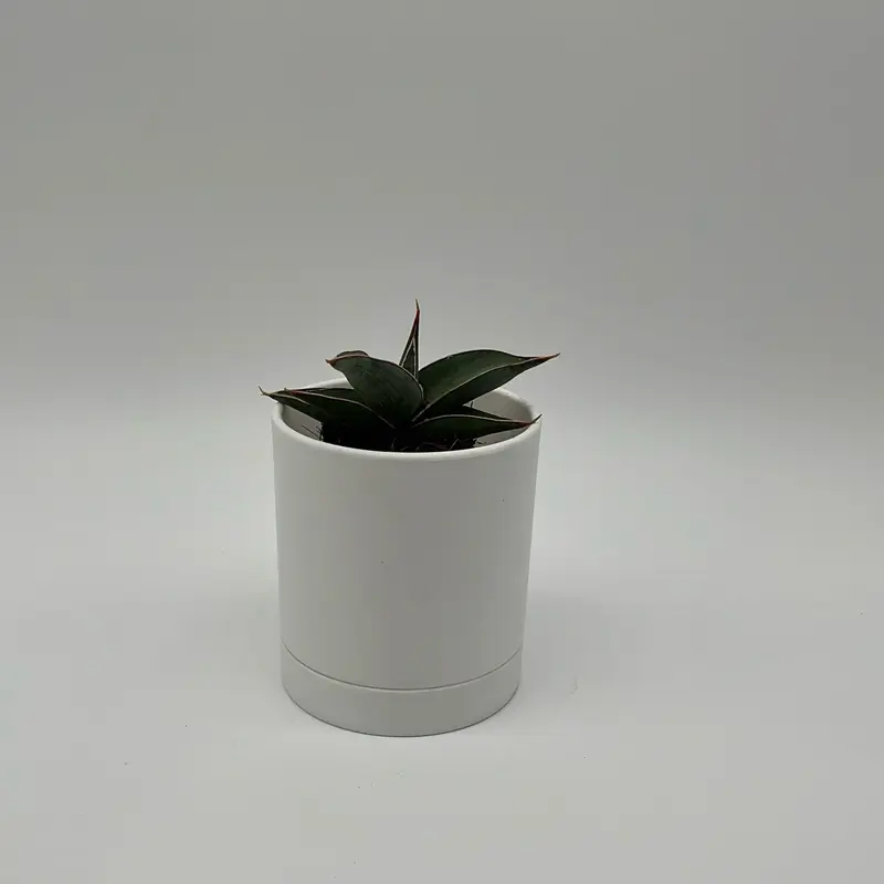 Sansevieria Pinguicula 'Walking Sansevieria' 2 Pot Collector's Plant Tropical House Plant Easy Care for Beginners and Enthusiasts