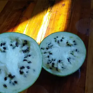 White Sugar Lump Watermelon Seeds (Citrullus lanatus) Heirloom icebox watermelon producing sweet pale-fleshed fruit; compact vines suitable for smaller garden spaces